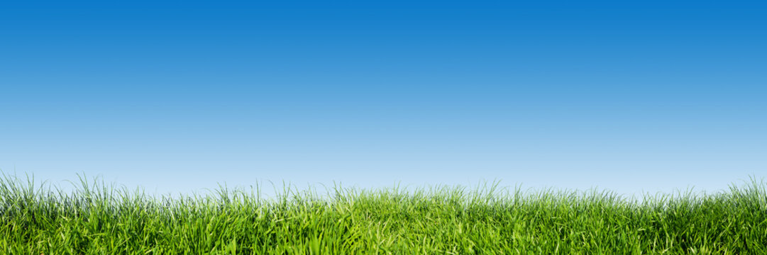 Green grass on blue clear sky, spring nature theme. Panorama © Photocreo Bednarek