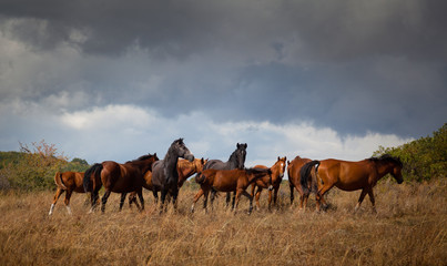 Wild horses.