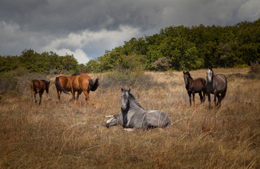 Wild horses.