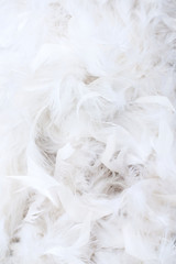 Obraz premium weiße Federn