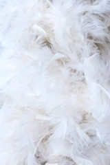 weiße Federn