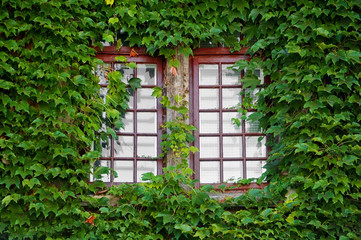 Wooden windows covered by ivy