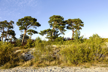 Fototapeta na wymiar Sand dunes and pine trees