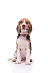 Little Beagle sitting, isolated