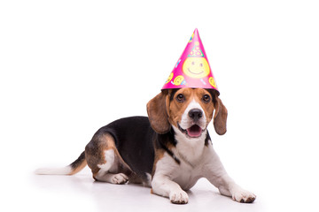 Birthday Beagle, isolated