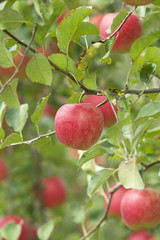 リンゴ畑　陽光