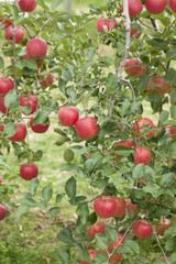 リンゴ畑　陽光