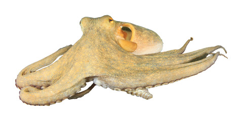 Octopus isolated on white background