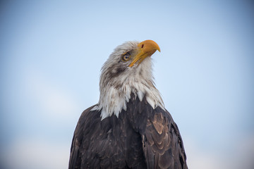 bald eagle close up