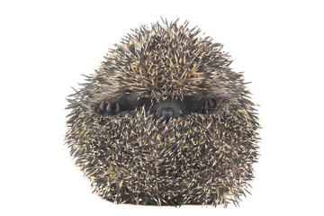 hedgehog