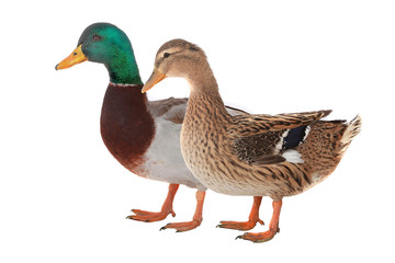 duck