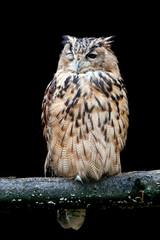 Owl winking at the camera. Isolated on black