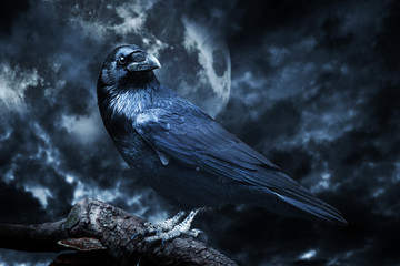 Black raven in moonlight perched on tree. Scary, creepy, gothic - obrazy, fototapety, plakaty