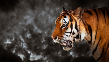 Naklejka premium Dziki tygrys patrząc, gotowy do polowania, widok z boku. Pochmurne niebo