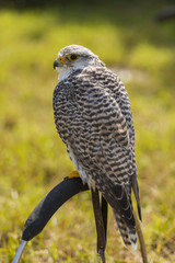 Epervier - Spectacle de fauconnerie