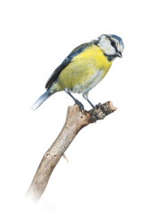 Mésange bleue - Cyanistes caeruleus - Eurasian Blue Tit