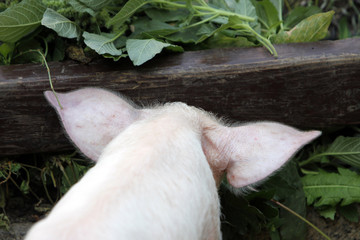 Baby Piglet Bales of Hay © Anton Chalakov