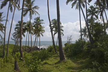 Palms at a tropical beach Palolem, Goa, India