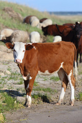 Cows on a pasture