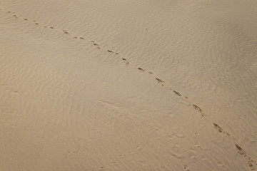 Footprints in a sand at Thar desert in Rajasthan, India