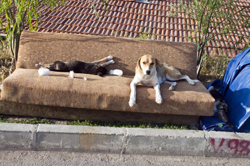 Street dogs laying on an old sofa