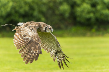 Hibou Grand-Duc - Spectacle de fauconnerie