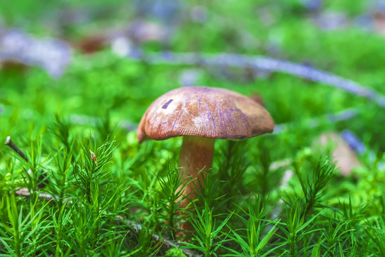 Forest mushrooms growing in a green moss
