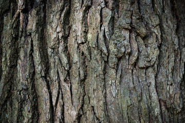 Brown oak bark