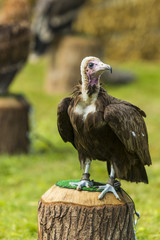 Vautour - Spectacle de fauconnerie