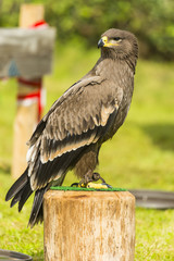 aigle ravisseur - Spectacle de fauconnerie