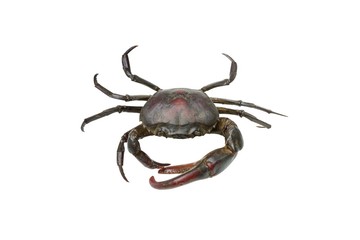 Crab isolated on white background