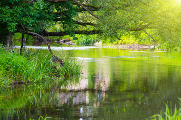 Lake in the tropical forest