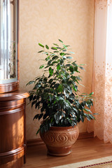 Indoor plant in the pot in interior