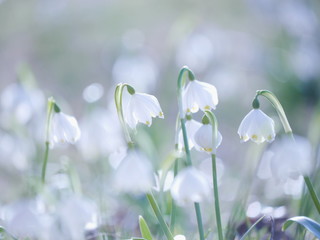 Snowflake Snowdrop spring