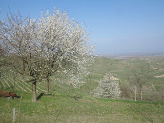 Naklejka premium blossom apple tree