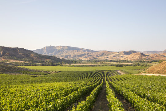 Fototapeta Panorama dei vigneti calabresi