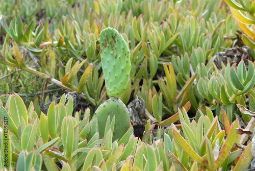 plante grasse definition