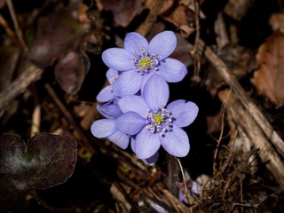 Forest flowers in spring