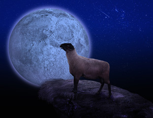 Sheep and moon