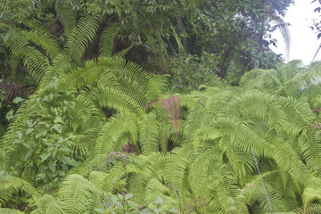 Rain forest with a fern in Sikkim, India