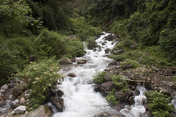 Stream in Sikkim jungle, India