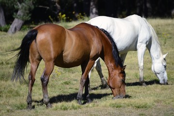 horses grazing