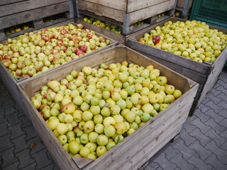 many apples in wooden boxes