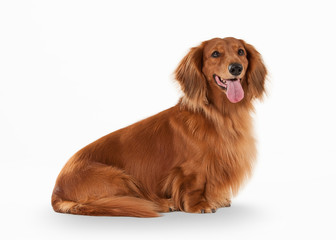 Brown dachshund on white background