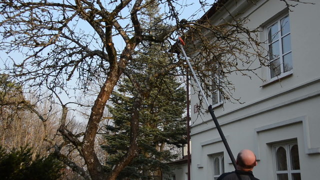 Man trim apple fruit tree branch with special tool in spring