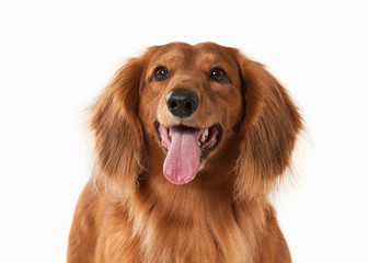 Brown dachshund on white background