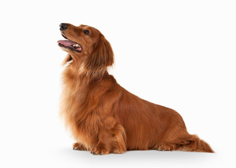 Brown dachshund on white background