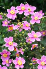 anemoni giapponese rosa_ giardino