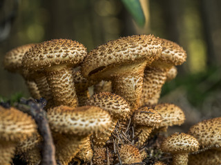 Sparriger Schüppling