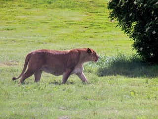 Lion in the UK zoo